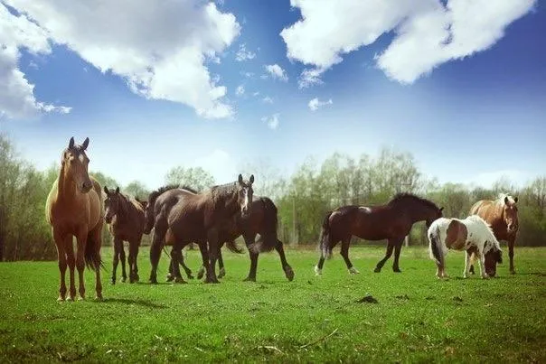 Спортивная База Чукавино: фото 16