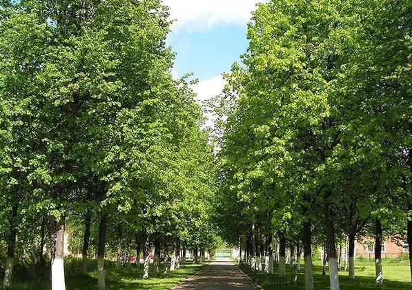 Загородный учебно-оздоровительный комплекс «Солнечный»: фото 27