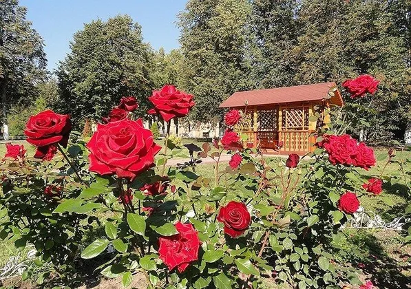 Загородный учебно-оздоровительный комплекс «Солнечный»: фото 29